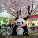 上野駅中央改札前のパンダ イメージ